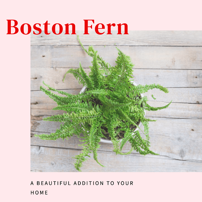 Home Oasis Master CO2Absorbing Plants for Clean Air